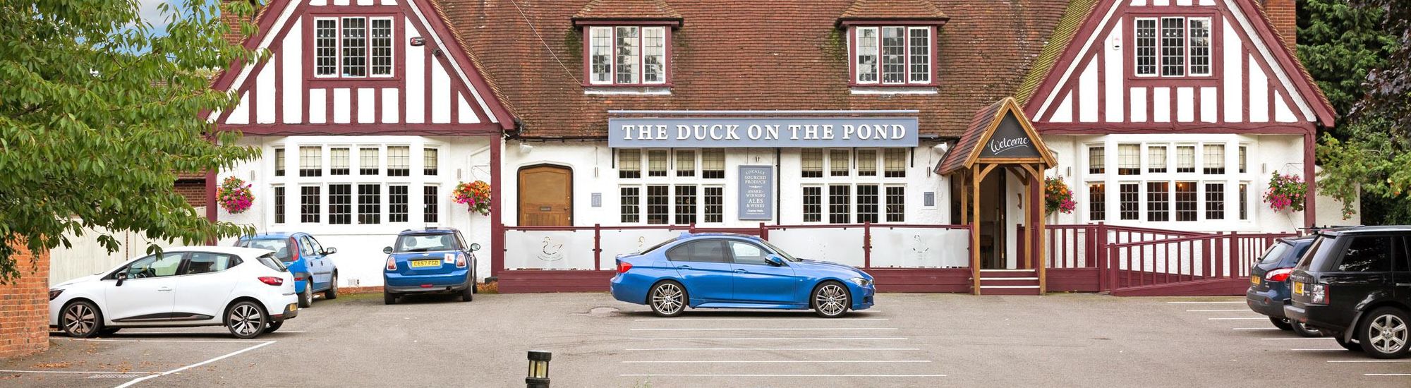 Duck on the pond